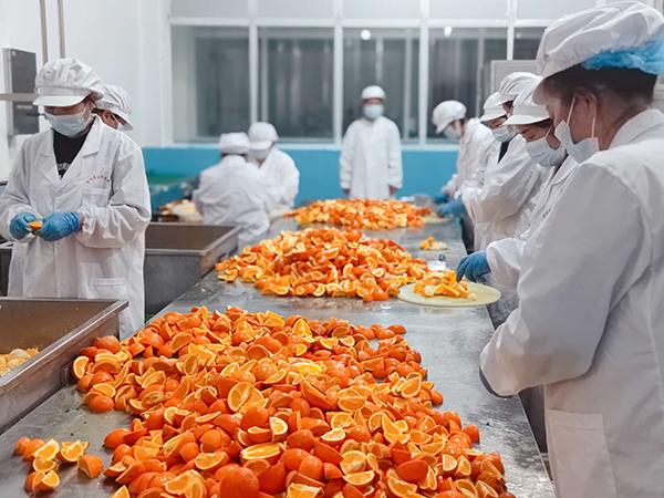 我在乡村挺好的四川农业大学学子汪雩凤回乡创业振兴家乡柑橘产业